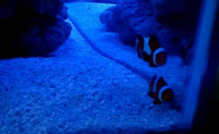 Why Is My Clownfish Laying on the Bottom of the Tank