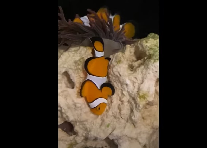 Where Do Clownfish Sleep? {You Might Be Surprised!}