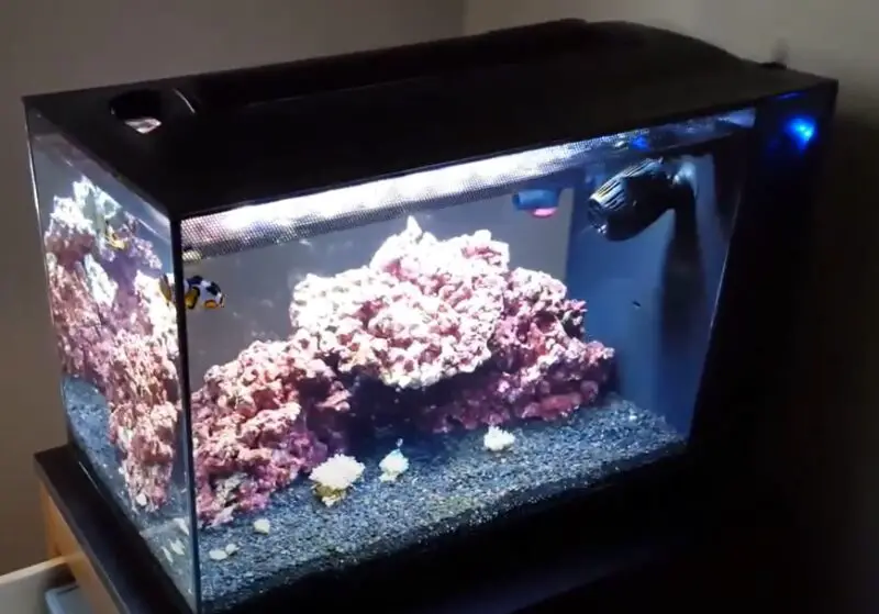 Can You Cycle A Tank With Clownfish {Does It Work?}