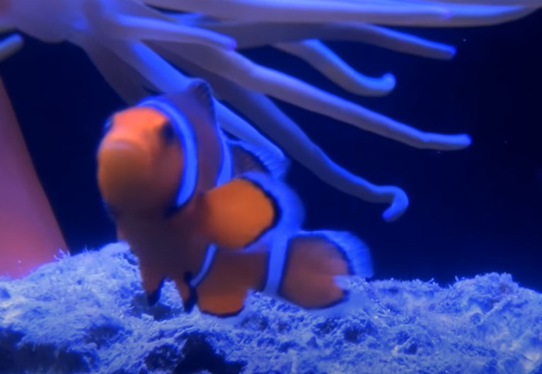 Do Clownfish Have Teeth? {Do They Bite?}