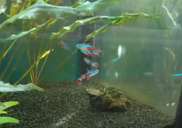 Why Do My Neon Tetras Keep Chasing Each Other? Is This Normal?