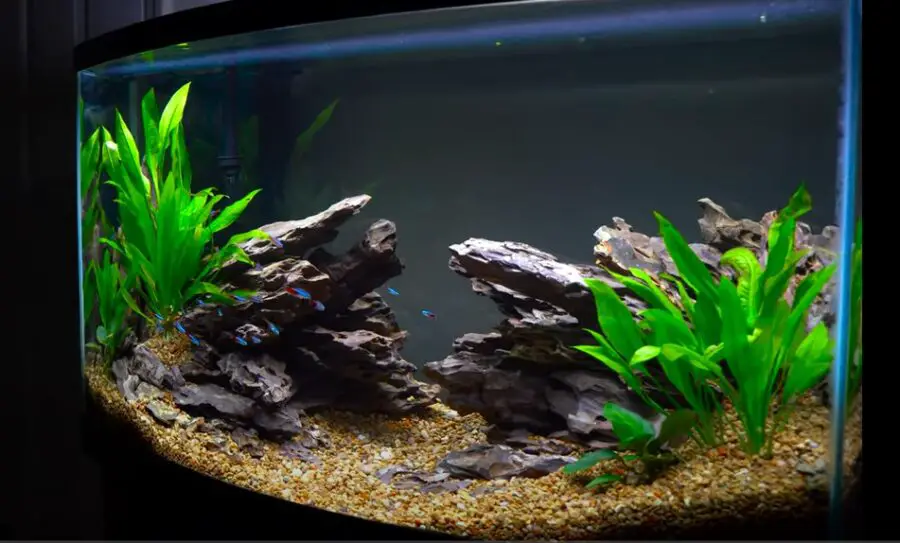 How Many Neon Tetras Per Gallon Of Water? {Is My Tank Big Enough?}