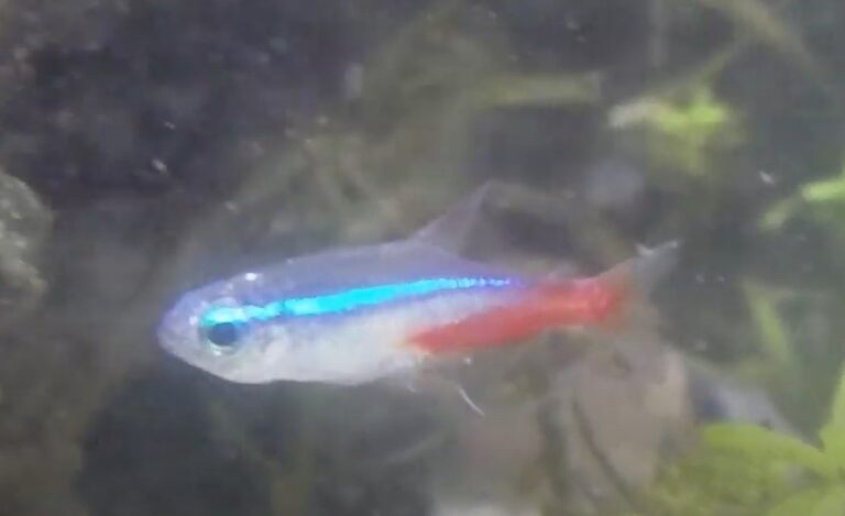 Thumbnail for Neon Tetras Ich Symptoms Treatment