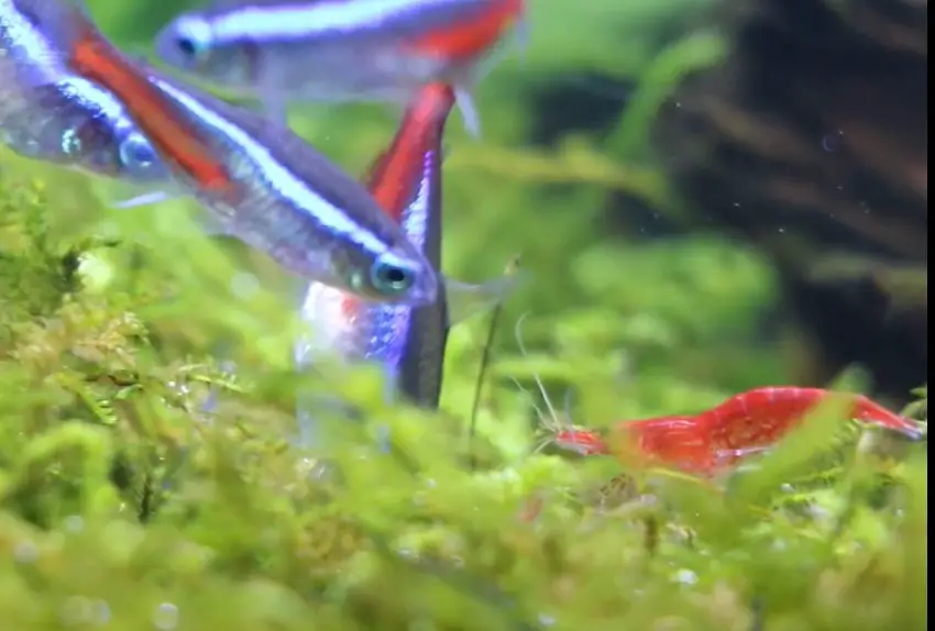 Do Neon Tetras Eat Shrimp? {Can They Live Together?}