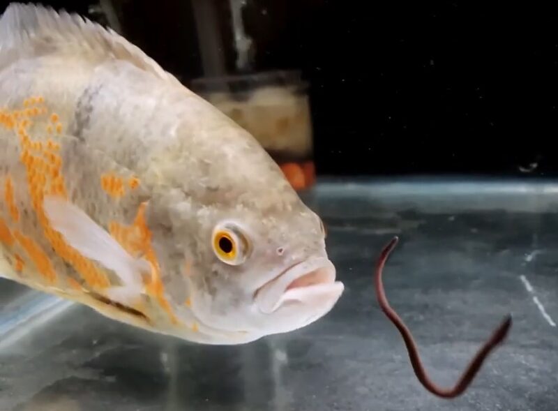 Can Oscar Fish Eat Worms? {A Healthy Option? 4 Reasons Why They Aren't!}