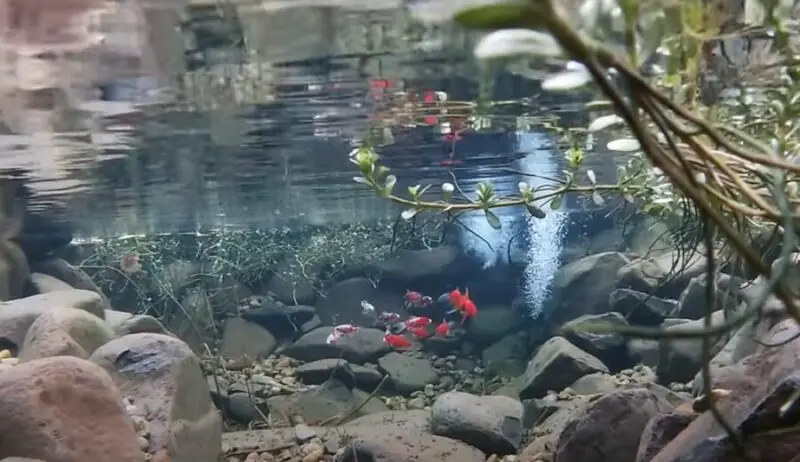 how-to-keep-pond-water-clear-naturally-the-simplest-chemical-free