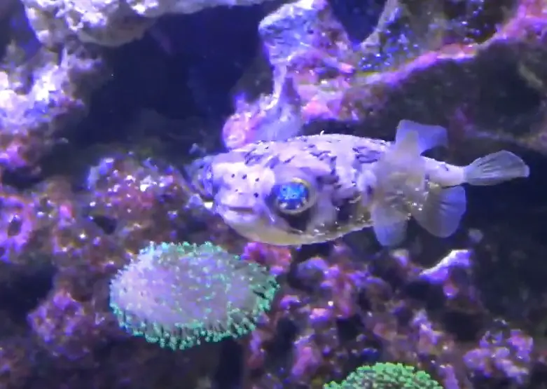 Can You Keep A Puffer Fish In a Reef Tank? {What Will Happen?}