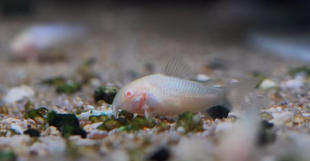 Why Is My Cory Catfish Breathing Fast? Should I Be Worried?