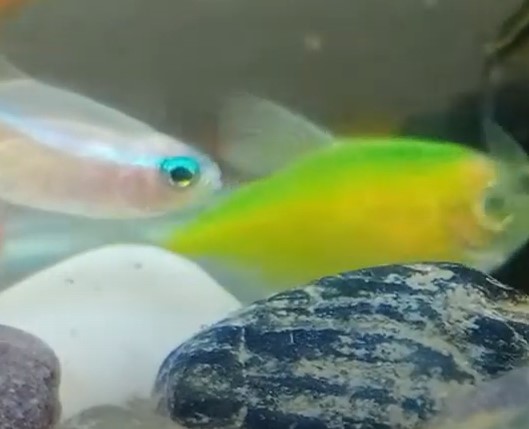 Why Is My Glofish Turning White? Is It Dying?