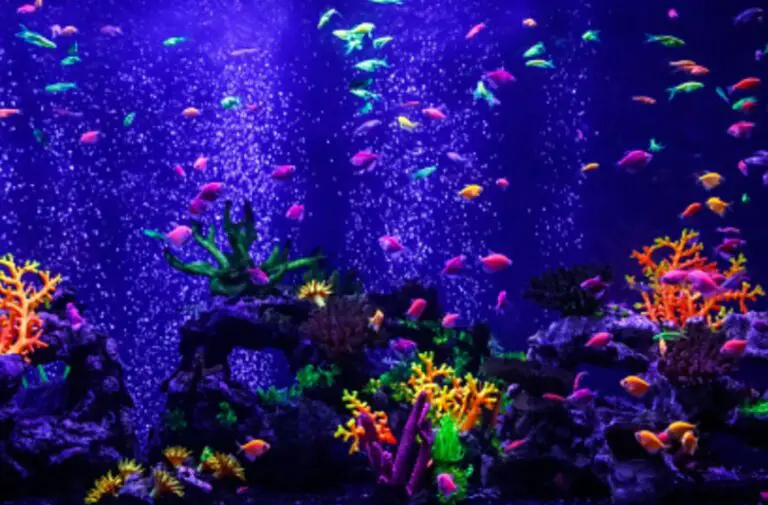 Do Glofish Need An Air Pump? {Can They Live Without It?}
