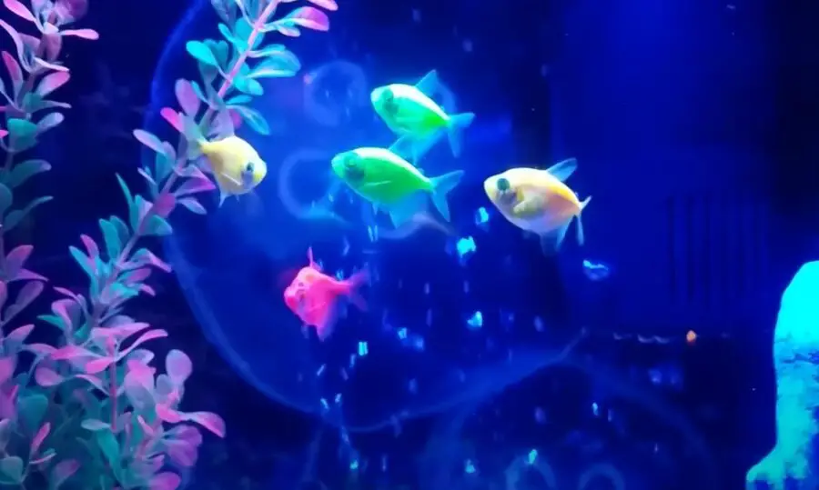 why-is-my-glofish-staying-in-one-spot-is-it-dying