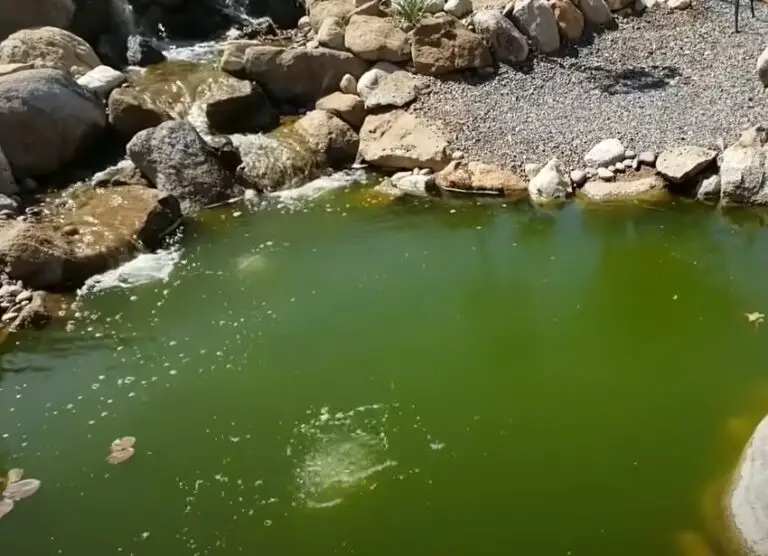 Why Is My New Pond Water Turning Green? {6 Ways To Clear It Up}