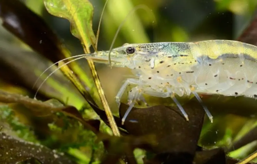 Do Shrimp Eat Algae? {The Top 3 Algae Eaters}