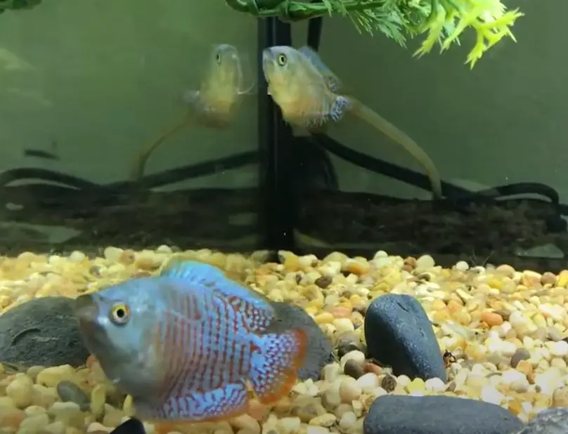 Do Dwarf Gouramis Need To Be In Pairs? {Is This A Fact?}