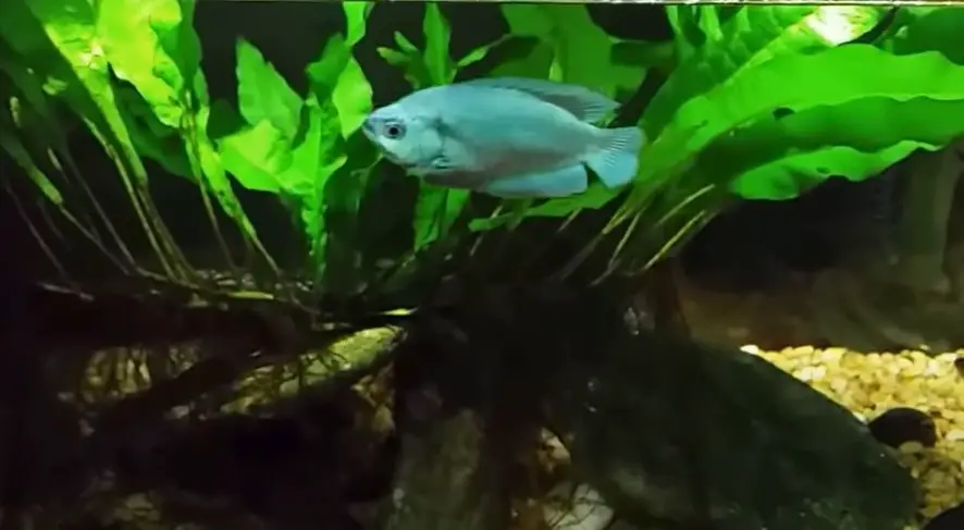 Do Dwarf Gouramis Eat Plants? {How To Stop Them From Destroying Your