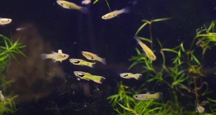 Top 10+ How Many Endlers In A 10 Gallon Tank - GA Pet Sitters