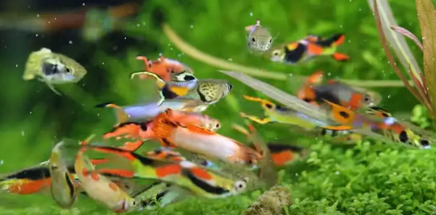 How Many Endlers Can You Keep In A Tank? {Will They Fight?}