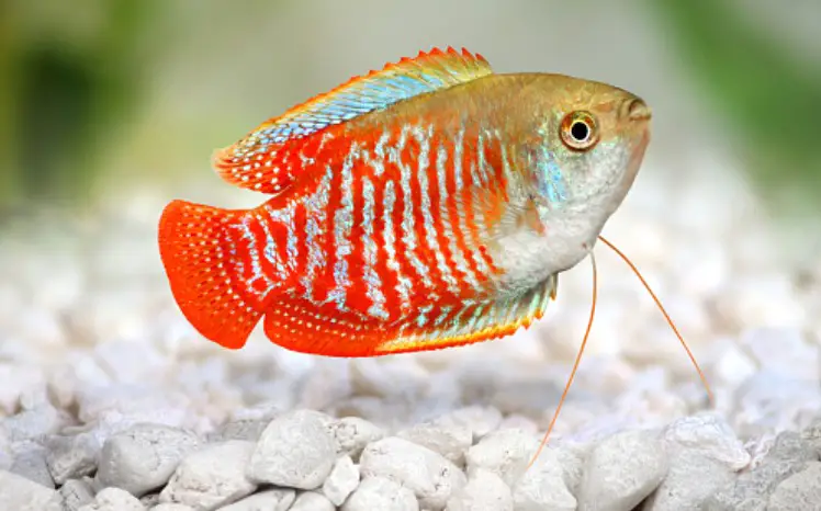 Are Dwarf Gouramis Aggressive? {The Top 6 Ways To Stop It}