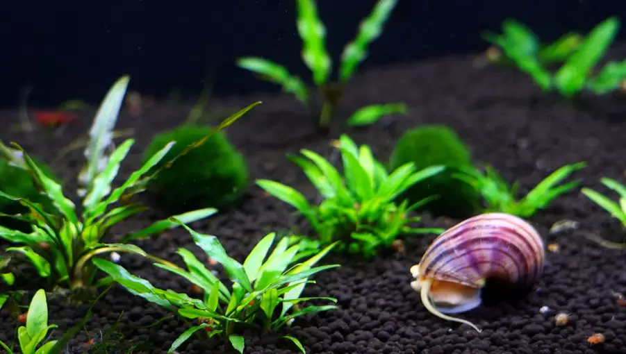 Will Dwarf Gouramis Eat Snails? {Will They Kill Them All?}