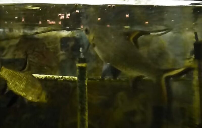 Why Is My Bala Shark Not Eating? {8 Reasons + 8 Steps To Help Them Eat}