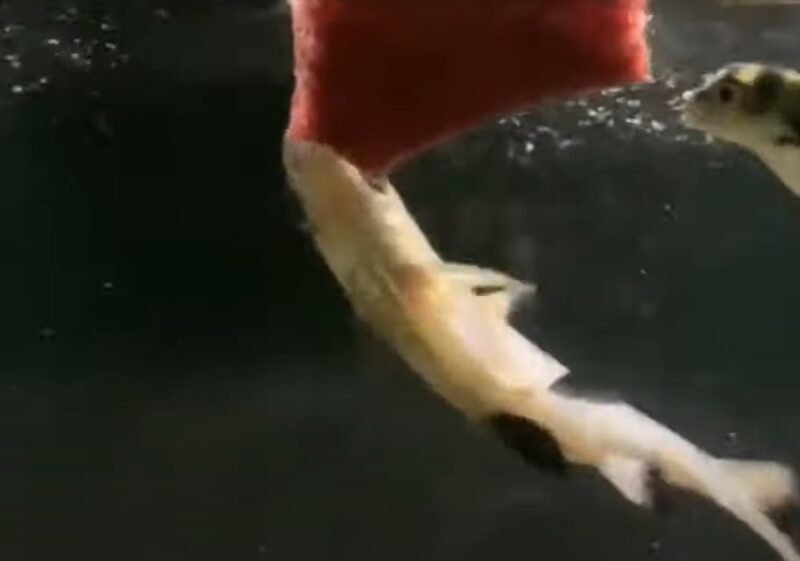 Why Is My Bala Shark Not Eating? {8 Reasons + 8 Steps To Help Them Eat}