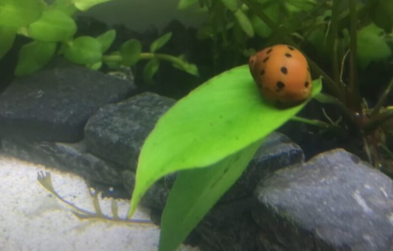 Can Snails Live In A Tank Without A Filter? {What You Need In Unfiltered Tanks}