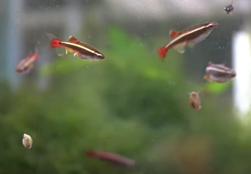 Are White Cloud Minnows Aggressive? {Top 10 Reasons Why They Fight}