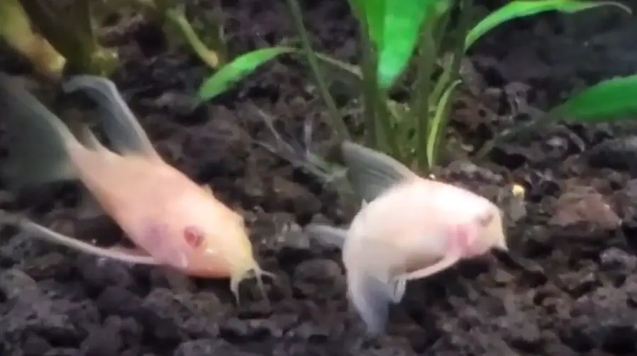 Are Albino Cory Catfish Blind