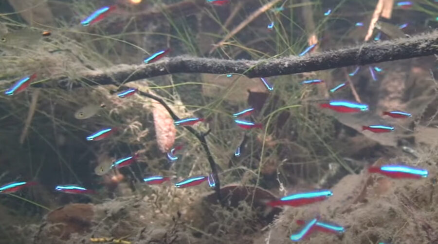Are Neon Tetras Hardy Fish