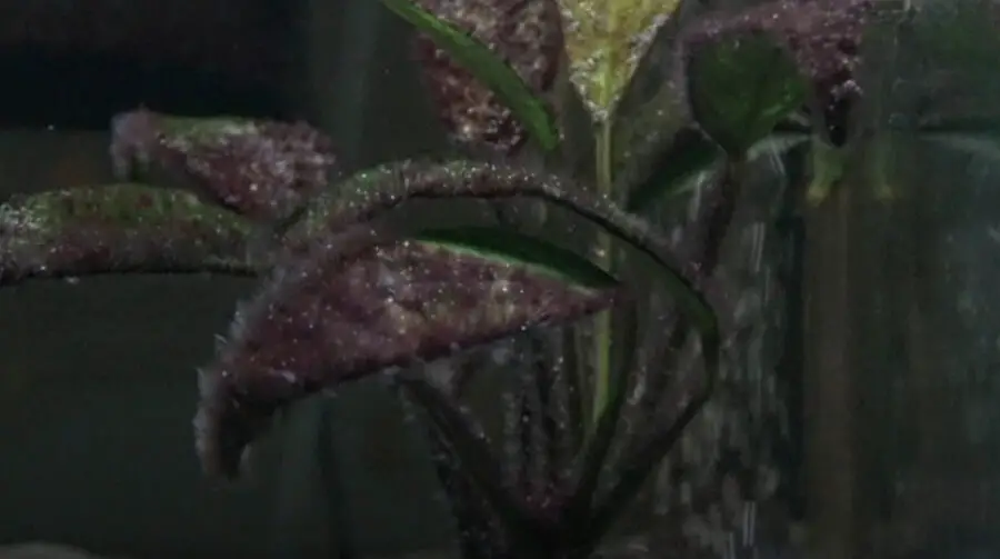 Does Bleach Kill Black Beard Algae in an Aquarium