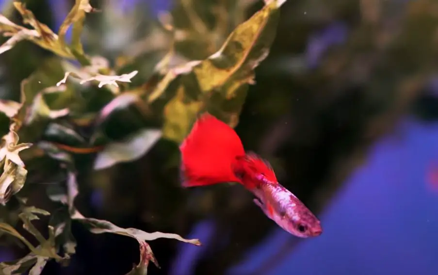 Are Guppies Bottom Feeders? {6 Tips To Stop Guppies From Bottom Feeding}