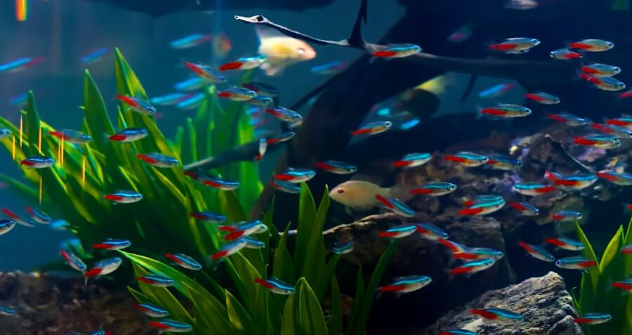 How Many Neon Tetras in a School? {What Happens When There Aren't Enough?}