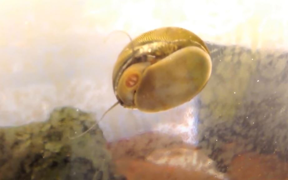 How Many Snails per Gallon? {Top 10 Tips For Snail Keeping}