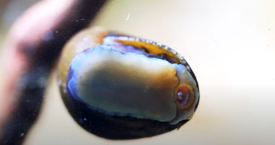 What Snails Eat Black Beard Algae