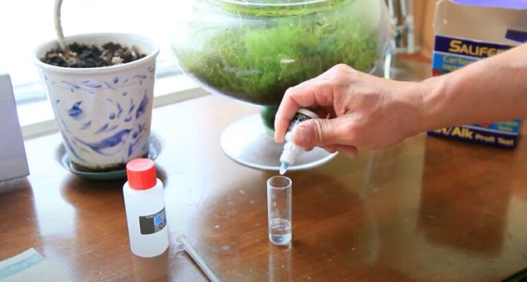 How to Raise Alkalinity in Reef Tank {Top 5 Ways Explained}