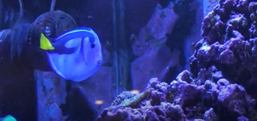How Blue Tangs Consume Hair Algae in the Wild - wide 8
