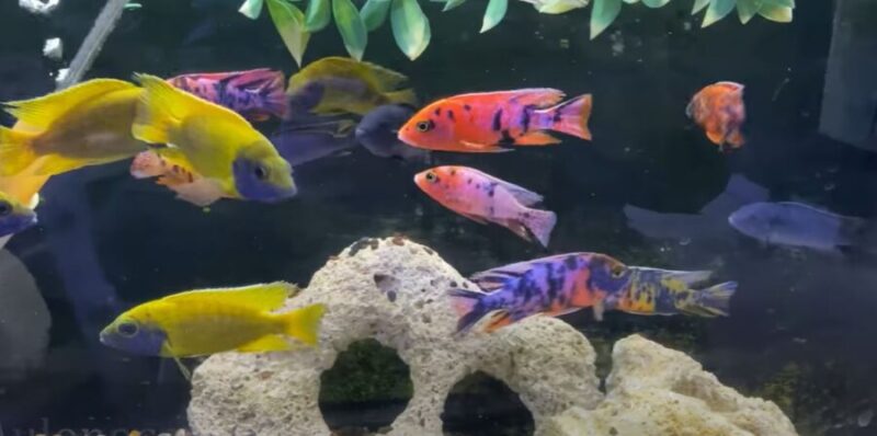 Why Your Cichlid Has Black Spots Is It Natural or Black Spot Disease?