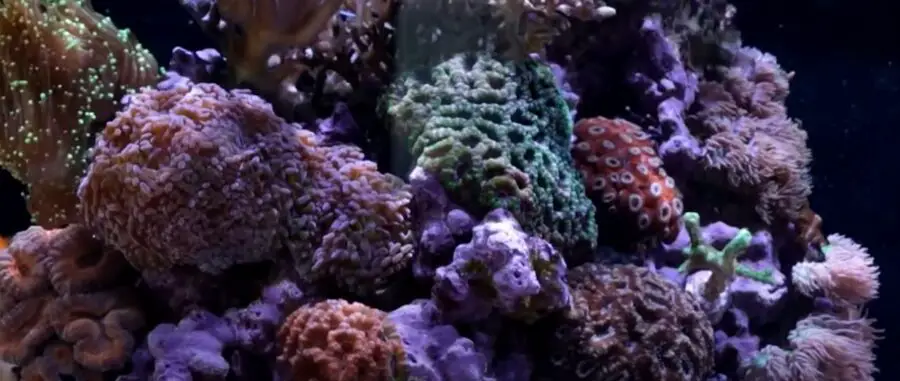 How to Lower Calcium and Magnesium in Reef Tank {When Does It Get Dangerous?}