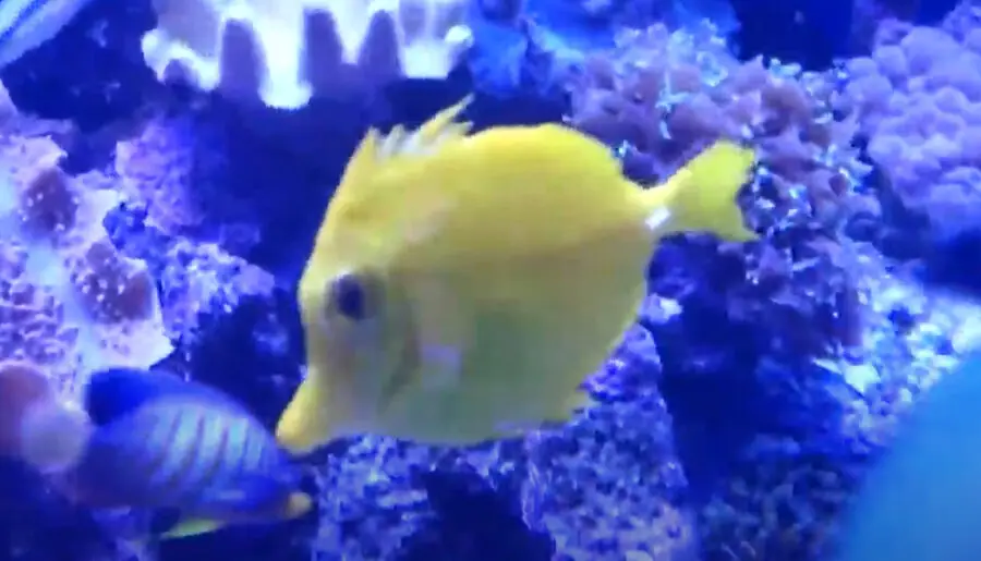 Are Tangs Capable of Regrowing Their Fins
