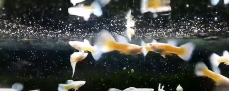 Do Guppies Make Bubble Nests? {6 Reasons Why Guppies Blow Bubbles}