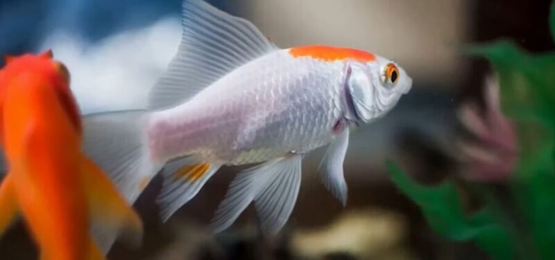 Photo inspiration: Periodic Water Changes Goldfish Reference: Can Goldfish Change Gender Everything You Need To Know
