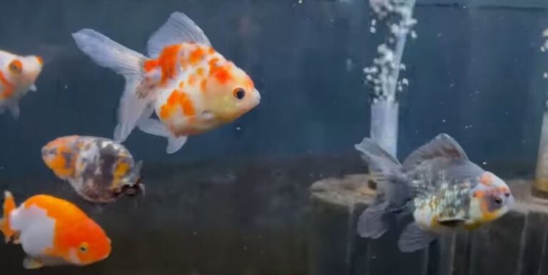 Photo inspiration: Gallery Detail: Why Are My Goldfish Chasing Each Other 3 Reasons 5