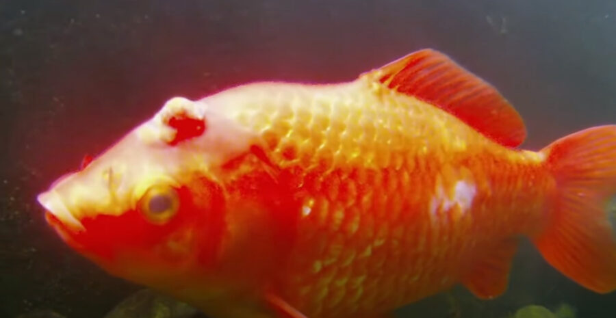 Can Goldfish Get Cancer