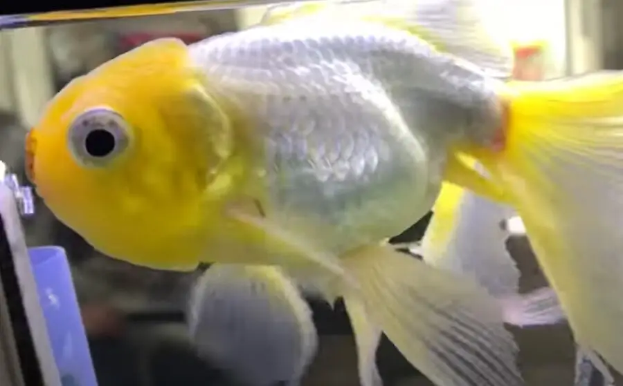 Can Goldfish Get Their Color Back