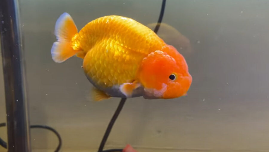 Can Goldfish Get Worms