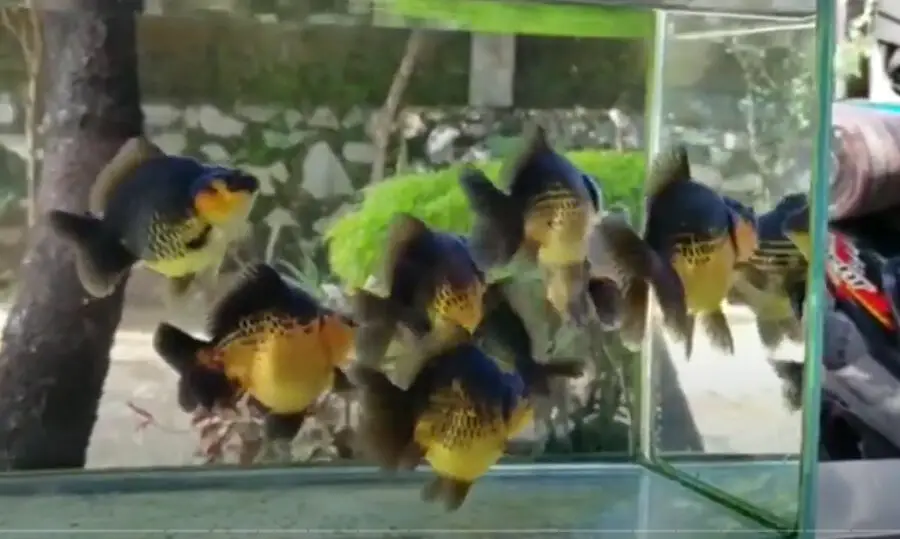 Do Goldfish Need Friends