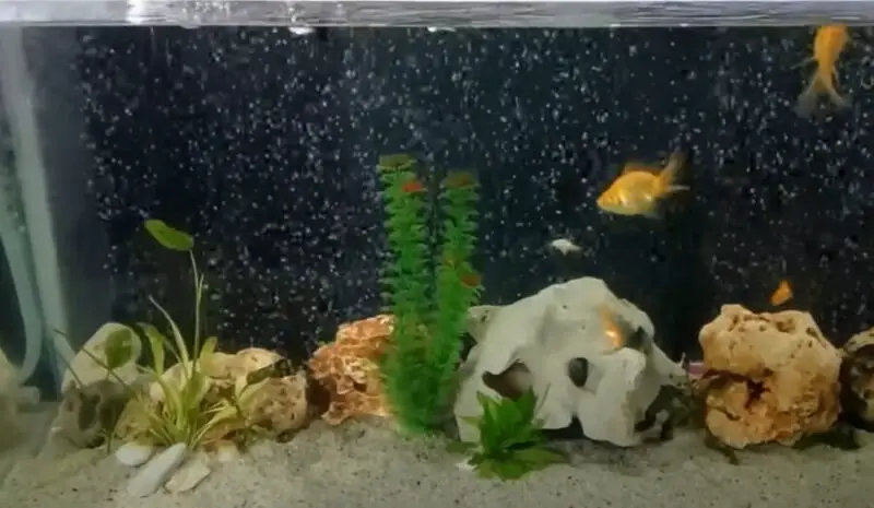 Picture of Do Goldfish Need an Air Pump? {Can They Live Without}