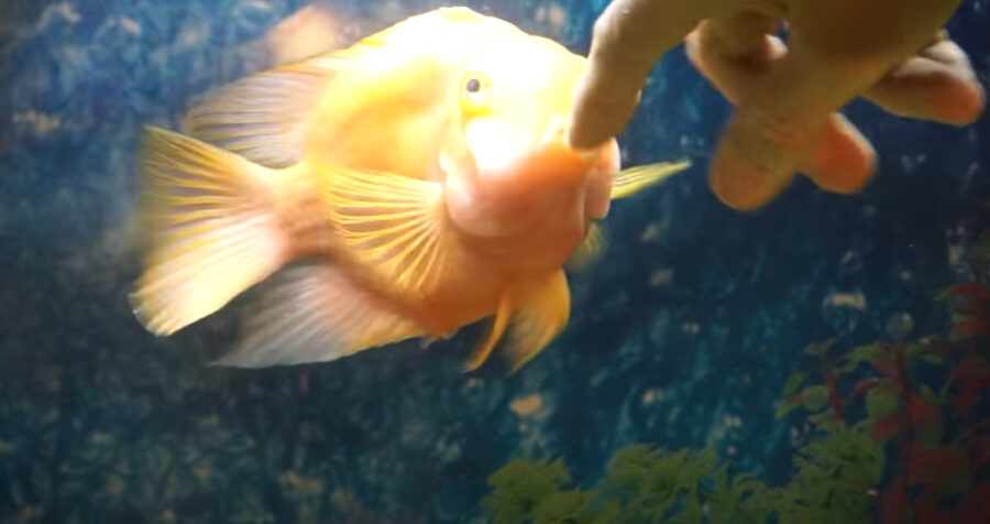 Do Goldfish Recognize Their Owners