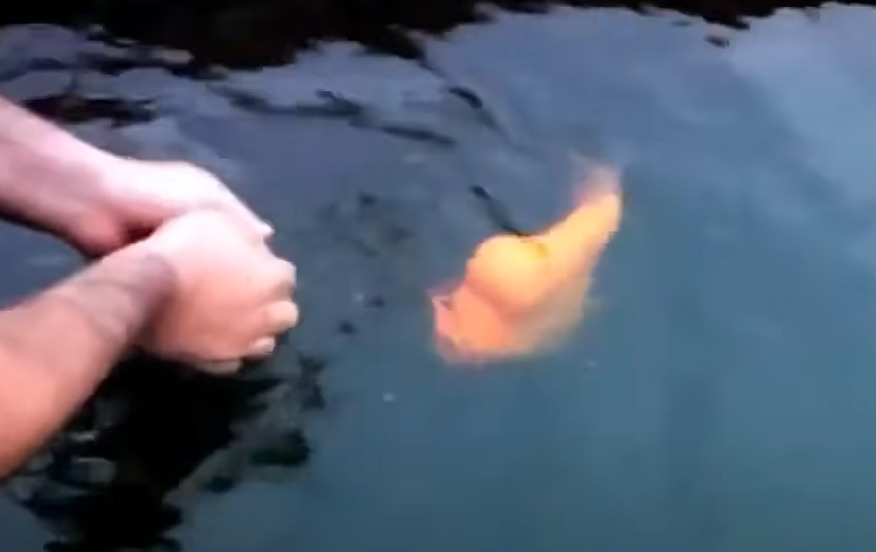 Goldfish Play With Humans