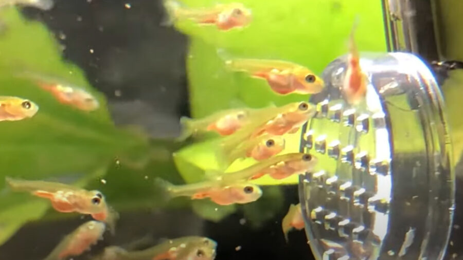How Do Goldfish Have Babies